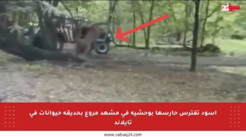 أسود تفترس حارسها بوحشية في مشهد مروع بحديقة حيوانات في تايلاند